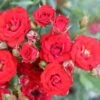 Red Patio Rose 'Scarlet' 3Ltr Pot -Plantern Pot Sales 5011622202876