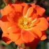 Whartons 'Sunseeker' Orange Patio Rose Plant 3Ltr Pot -Plantern Pot Sales 5011622202937
