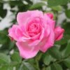 Whartons 'Carefree Days' Pink Patio Rose 3Ltr Pot