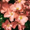 Whartons 'Coral' Carpet Rose Plant 3Ltr 2 Whartons 'Coral' Carpet Rose Plant 3Ltr -Plantern Pot Sales 5011622206492