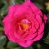 Whartons 'Gloriana' Climbing Rose Plant 4Ltr Pot -Plantern Pot Sales 5011622207574