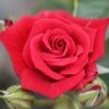 Whartons 'Love Knot' Climbing Rose Plant 4Ltr -Plantern Pot Sales 5011622207581