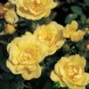 Whartons 'Flower Carpet Gold' Standard Rose 7.5Ltr Pot -Plantern Pot Sales 5011622208854