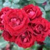 Red Patio Rose 'Sweet Wishes' 3Ltr Pot -Plantern Pot Sales 5011622209240