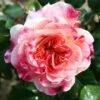 Pink Patio Rose 'Designer Sunset' 3Ltr -Plantern Pot Sales 5011622209950 b4ec2bc5 23f6 41e1 9de7 2c32df102035