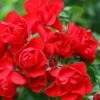 Flower Carpet Scarlet Rose 3 Ltr -Plantern Pot Sales 5011622210482
