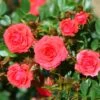 Whartons 'Birthday Wishes' Standard Tree Rose 50cm Stem -Plantern Pot Sales 5011622211250
