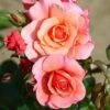 Whartons 'Summer Beauty' Floribunda Peach Bush Rose Plant 3Ltr Pot -Plantern Pot Sales 5011622212134