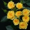 Whartons 'Flower Power Gold' Yellow Patio Rose 3Ltr -Plantern Pot Sales 5011622212165 20b46535 da84 42a5 a896 942c7be33ec3