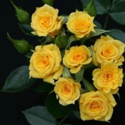Whartons 'Flower Power Gold' Yellow Patio Rose 3Ltr