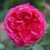 Pink Shrub Rose 'Ivor's Rose' 4Ltr Pot -Plantern Pot Sales 5011622212974