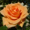 Orange Shrub Rose 'Raymond Carver' 4Ltr Pot -Plantern Pot Sales 5011622213018