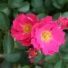 Pink Patio Rose 'Flirt' 3Ltr Pot -Plantern Pot Sales 5011622213964