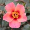 Pink Floribunda Rose 'For Your Eyes Only' 3Ltr Pot -Plantern Pot Sales 5011622214329