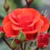 Whartons 'Precious Love' Standard Red Rose Plant 7.5Ltr Pot -Plantern Pot Sales 5011622214442