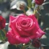 Whartons 'Timeless Charisma' Hybrid Tea Red Bush Rose Plant 3Ltr Pot 1 Whartons 'Timeless Charisma' Hybrid Tea Red Bush Rose Plant 3Ltr Pot -Plantern Pot Sales 5011622214725