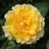 Yellow Shrub Rose 'Grosvenor House' 4Ltr Pot -Plantern Pot Sales 5011622214848