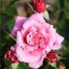 Whartons 'Timeless Pink' Bush Rose 4Ltr Pot -Plantern Pot Sales 5011622216033