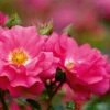 Whartons 'Flower Carpet Pink' Climbing Rose 4Ltr Pot -Plantern Pot Sales 5011622216064