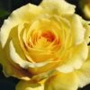 Yellow Climbing Rose 'Sommergold' 4Ltr Pot -Plantern Pot Sales 5011622216088