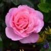Pink Shrub Rose 'Pearl Of St. Lukes' 4Ltr Pot -Plantern Pot Sales 5011622219706