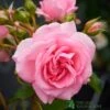 Pink Climbing Rose 'Mamma Mia Courtyard' 3Ltr Pot 2 Pink Climbing Rose 'Mamma Mia Courtyard' 3Ltr Pot -Plantern Pot Sales 5011622220184