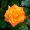 Orange Climbing Rose 'Redova Courtyard' 4Ltr Pot -Plantern Pot Sales 5011622220214