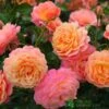 Whartons 'Peach Melba' Peach Climbing Rose 3Ltr Pot -Plantern Pot Sales 5011622220238
