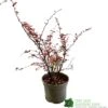 Berberis Thunbergii Atropurpurea 'Harlequin' 3Ltr Pot -Plantern Pot Sales 5019756129366