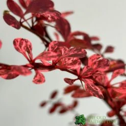 Berberis Thunbergii Atropurpurea 'Harlequin' 3Ltr Pot -Plantern Pot Sales 5019756129366 2