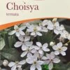 Choisya Ternata Mexican Orange Blossom Plant 3Ltr Pot -Plantern Pot Sales 5019756149944