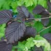Corylus Maxima 'Purpurea' Filbert Tree 7.5Ltr Pot 1 Corylus Maxima 'Purpurea' Filbert Tree 7.5Ltr Pot -Plantern Pot Sales 5019756158601