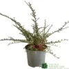 Cotoneaster Horizontalis Plant 3Ltr Pot -Plantern Pot Sales 5019756161533