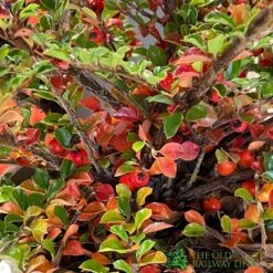 Cotoneaster Horizontalis Plant 3Ltr Pot -Plantern Pot Sales 5019756161533 3