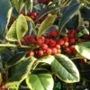 Ilex 'Golden King' Holly Plant 3Ltr Pot 1 Ilex 'Golden King' Holly Plant 3Ltr Pot -Plantern Pot Sales 5019756201833