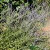 Perovskia 'Blue Spire' Plant 3Ltr Pot 1 Perovskia 'Blue Spire' Plant 3Ltr Pot -Plantern Pot Sales 5019756228588 de1c2ade c9f8 4f6f a151 d15c8aa44673