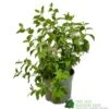 Philadelphus 'Belle Etoile' Mock Orange Plant 3Ltr Pot -Plantern Pot Sales 5019756228960 58b87ca7 7504 471f 9d37 c6a0a6ea5379