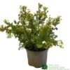 Potentilla Fruticosa 'Abbotswood' Shrubby Cinquefoil 3Ltr Pot 2 Potentilla Fruticosa 'Abbotswood' Shrubby Cinquefoil 3Ltr Pot -Plantern Pot Sales 5019756242195