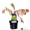 Rhus Typhina 'Tiger Eyes' 3Ltr Pot (NL) -Plantern Pot Sales 5019756405453