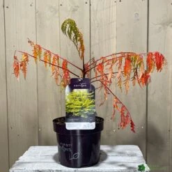 Rhus Typhina 'Tiger Eyes' 3Ltr Pot (NL) -Plantern Pot Sales 5019756405453 2