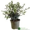 Osmanthus Burkwoodii Plant 3Ltr Pot -Plantern Pot Sales 5019756617351 2