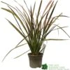 Phormium 'Jester' Flax 3Ltr Pot -Plantern Pot Sales 5019756670905