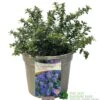 Ceanothus 'Blue Mound' Californian Lilac 3Ltr Pot -Plantern Pot Sales 5019756678222 a8b772e1 2401 4a7b 840f 47ad9ae8e739