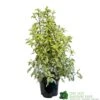 Pittosporum 'Golden King' 3Ltr -Plantern Pot Sales 5019756752007