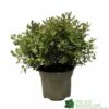 Pittosporum 'Tom Thumb' Plant 3Ltr Pot 1 Pittosporum 'Tom Thumb' Plant 3Ltr Pot -Plantern Pot Sales 5019756822137 35b559fe 72e0 46ed 94c0 6360db5d86ae