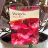 Weigela 'Wine & Rose' Plant 3Ltr Pot -Plantern Pot Sales 5019756883572 cf02a588 eef7 4aad ad6e 80dee0e0da33