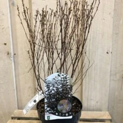 Physocarpus Opulifolius 'Little Joker' Ninebark Plant 3Ltr Pot -Plantern Pot Sales 5019756959734