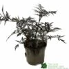 Sambucus Nigra 'Black Lace' Plant 3Ltr 2 Sambucus Nigra 'Black Lace' Plant 3Ltr -Plantern Pot Sales 5019756992175