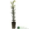 Ceanothus 'Lemon And Lime' Plant 3Ltr Pot -Plantern Pot Sales 5019801003108