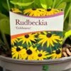 Rudbeckia 'Goldstrum' 2Ltr Pot -Plantern Pot Sales 5019801008639